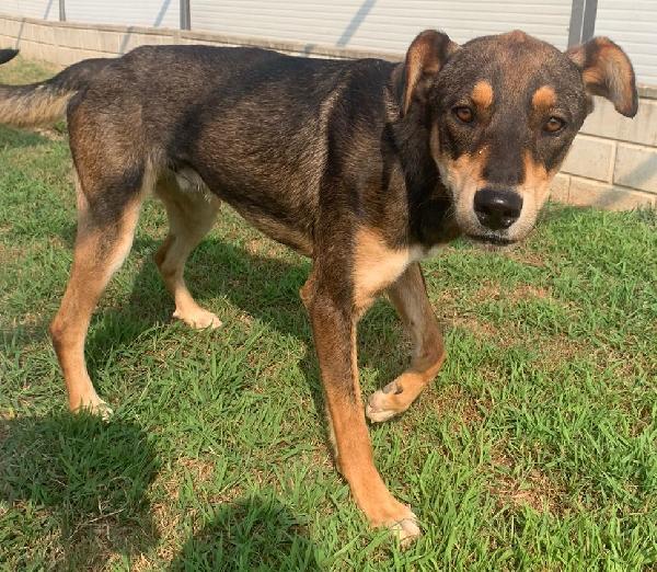 Acero cagnolotto mix Rott Foto 4